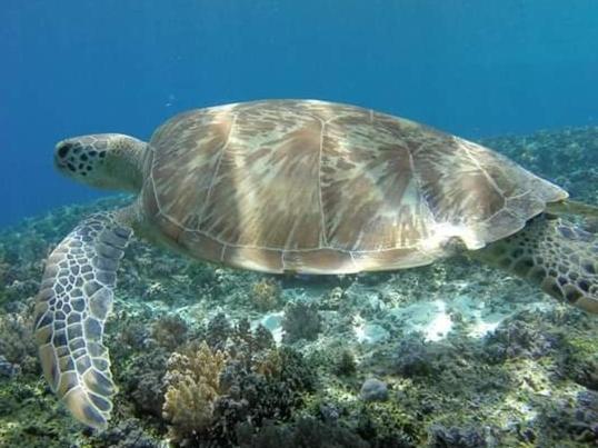 ファンタスティック コテージズ ギリ島 エクステリア 写真