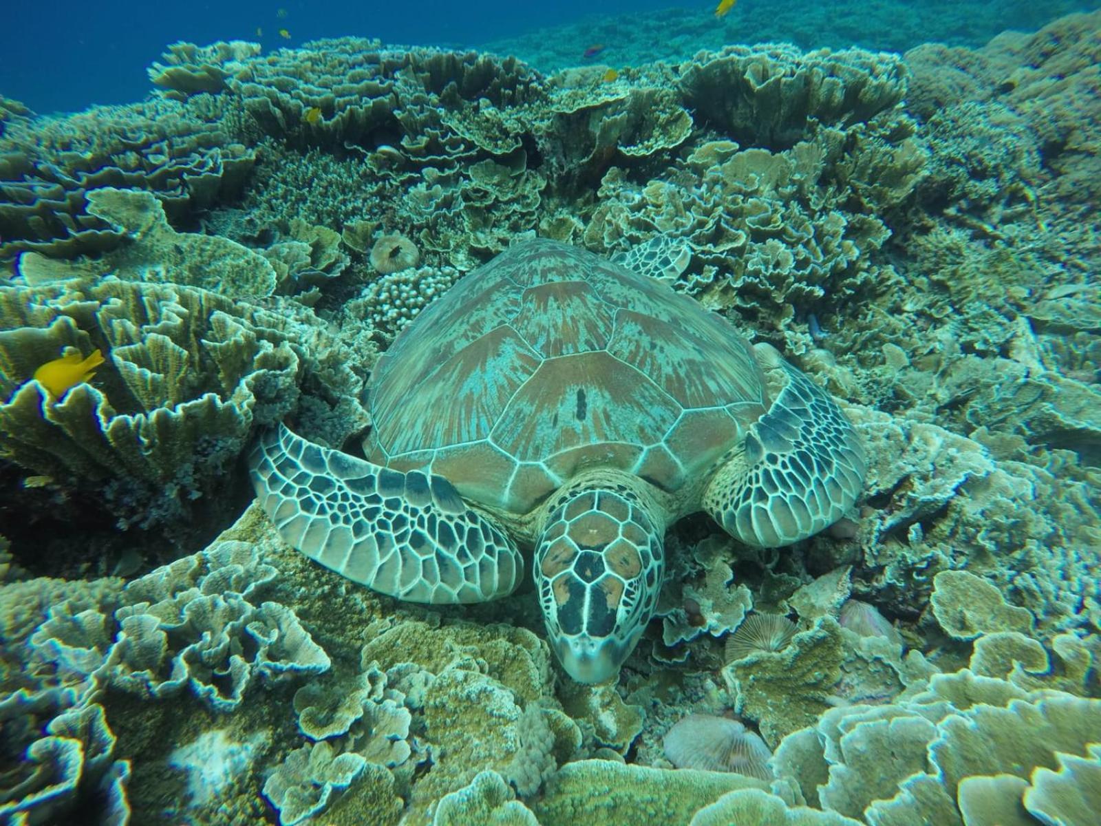 ファンタスティック コテージズ ギリ島 部屋 写真